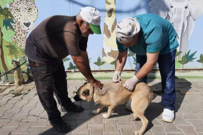 Mustafakemalpaşa'da ücretsiz kuduz aşısına büyük ilgi