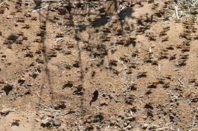 Çekirge istilasının nedeni belli oldu: Sırada büyük bir istila daha var