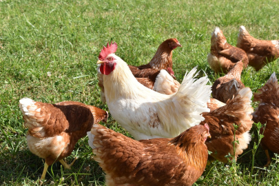 Horozların vakitsiz ötme hakkı koruma altına alındı!