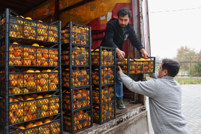 Hatay'ın mandalinasına Nilüfer desteği