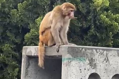 Akılalmaz olay kamerada! Görenler hayrete düştü...